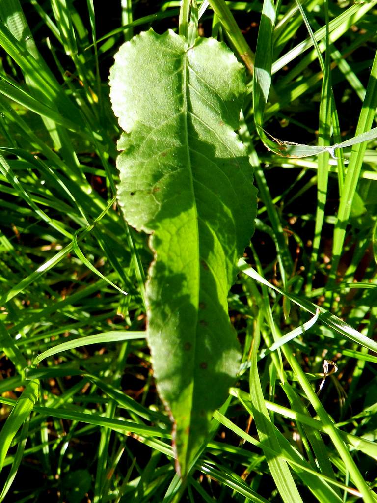 Rumex pulcher / Romice cavolaccio